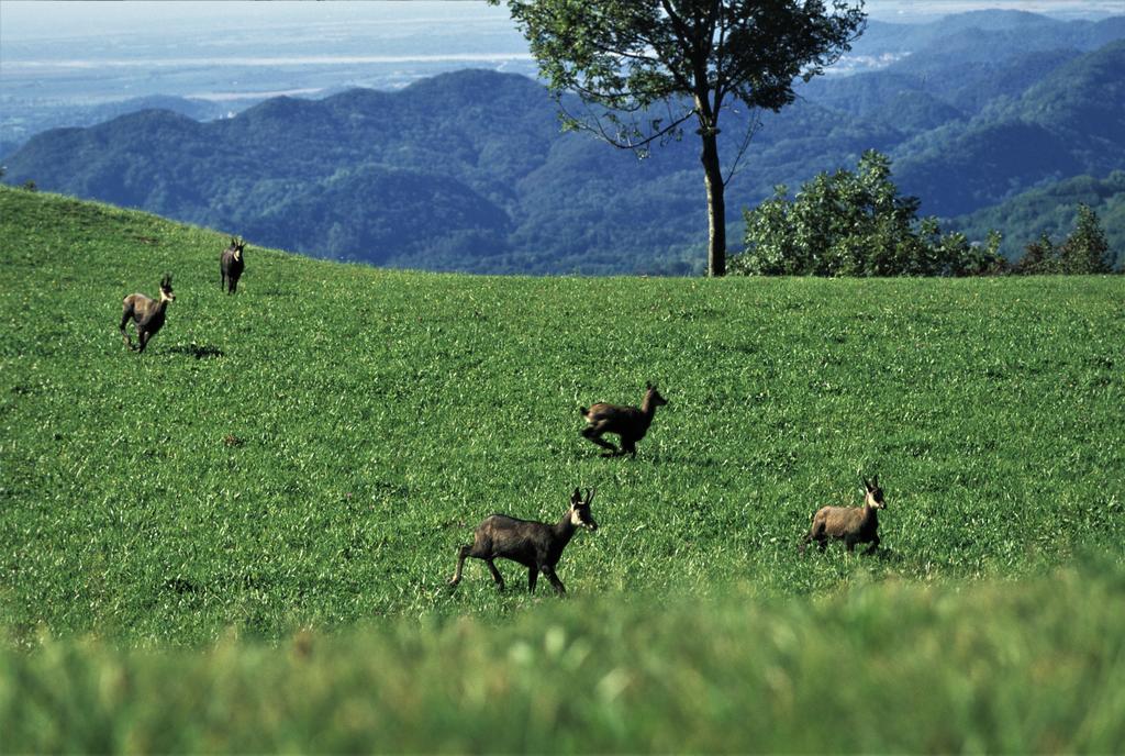 Baita Tana Da L'Ors Forgaria nel Friuli Εξωτερικό φωτογραφία