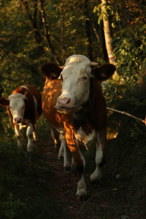 Baita Tana Da L'Ors Forgaria nel Friuli Εξωτερικό φωτογραφία